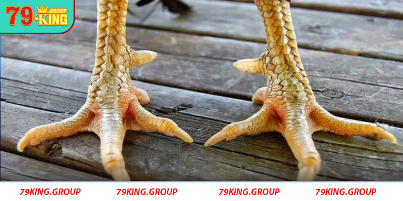 Vảy gà án thiên 79King