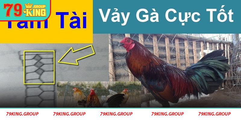 Chăm sóc gà với đặc điểm Vảy Gà Tam Tài