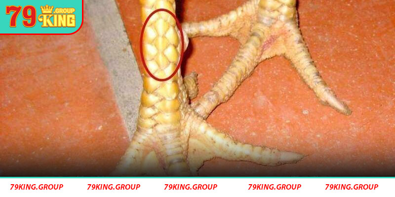 Vảy Tam Tài Huyền Trâm - Quý và Hiếm