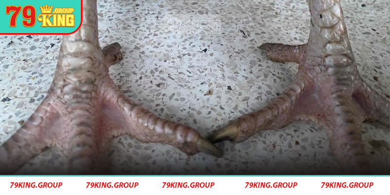 Vảy gà Tứ Quý Phủ Địa